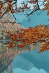 Autumn branches reflected in still water