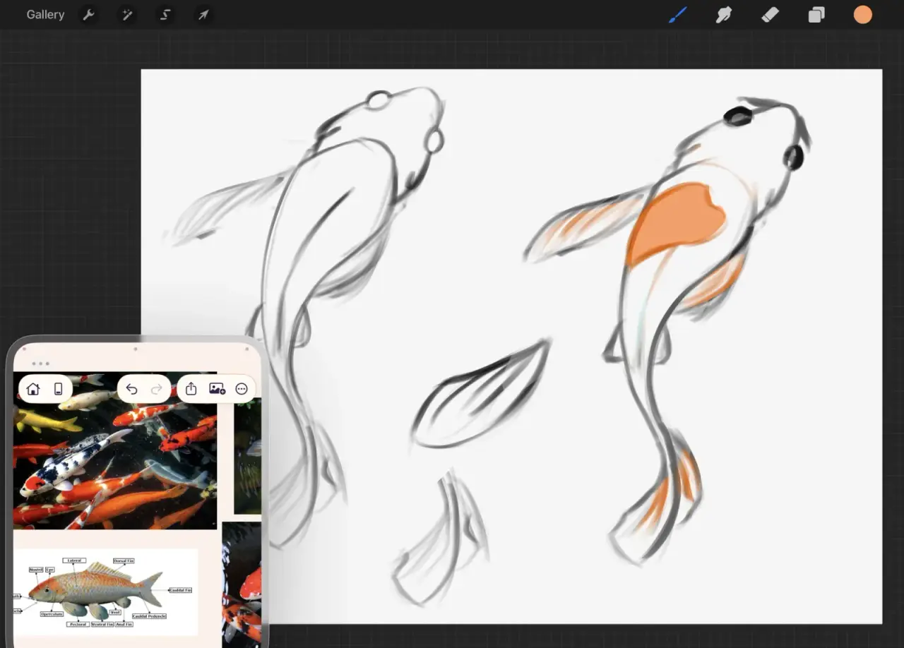 ArtDeck open in an iPad Slide Over window over Procreate, holding koi photographs and a fish anatomy diagram beside two koi sketches in progress