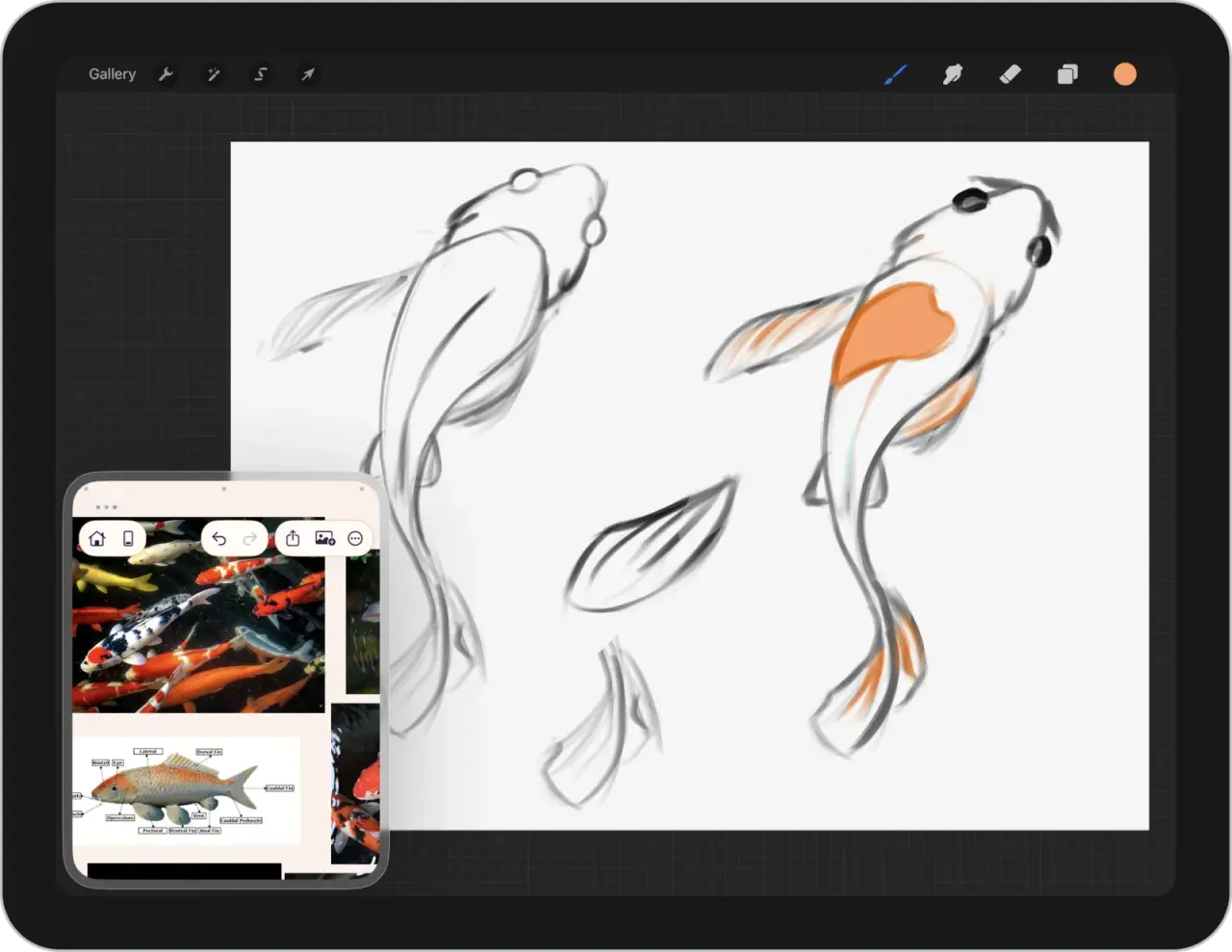 An iPad running Procreate with two koi sketches, and ArtDeck open in a Slide Over window holding koi photographs and a fish anatomy diagram.